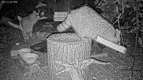 LIVE 24/7 Indiana Birds, Squirrels and Wildlife Feeder Cam