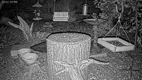 LIVE 24/7 Indiana Birds, Squirrels and Wildlife Feeder Cam