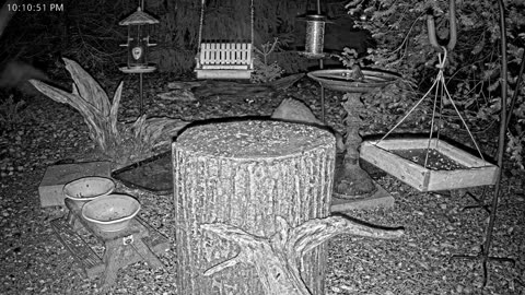 LIVE 24/7 Indiana Birds, Squirrels and Wildlife Feeder Cam