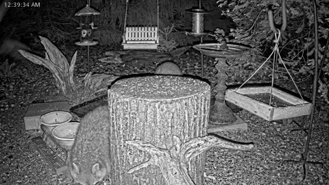 LIVE 24/7 Indiana Birds, Squirrels and Wildlife Feeder Cam