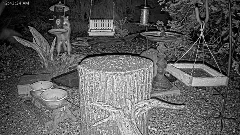 LIVE 24/7 Indiana Birds, Squirrels and Wildlife Feeder Cam