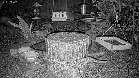 LIVE 24/7 Indiana Birds, Squirrels and Wildlife Feeder Cam