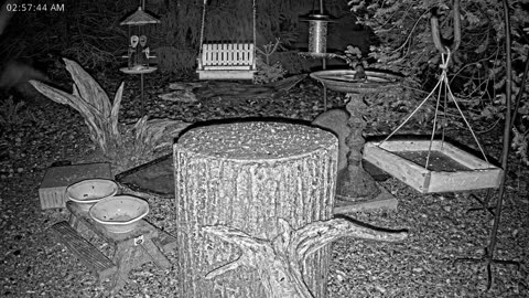 LIVE 24/7 Indiana Birds, Squirrels and Wildlife Feeder Cam