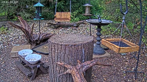 LIVE 24/7 Indiana Birds, Squirrels and Wildlife Feeder Cam