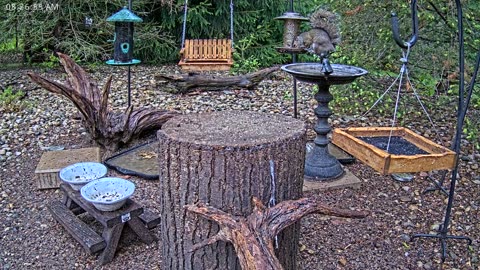LIVE 24/7 Indiana Birds, Squirrels and Wildlife Feeder Cam