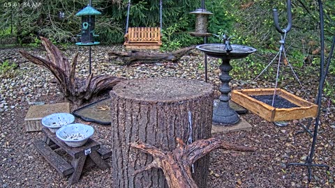 LIVE 24/7 Indiana Birds, Squirrels and Wildlife Feeder Cam