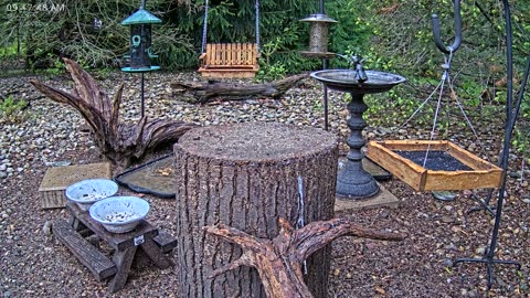 LIVE 24/7 Indiana Birds, Squirrels and Wildlife Feeder Cam