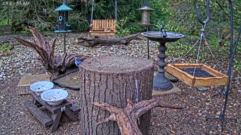 LIVE 24/7 Indiana Birds, Squirrels and Wildlife Feeder Cam