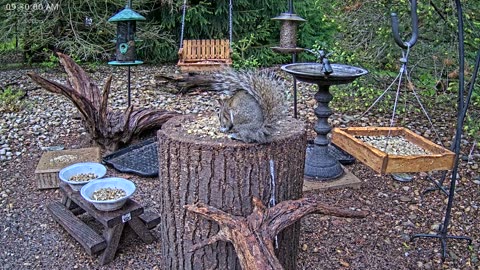 LIVE 24/7 Indiana Birds, Squirrels and Wildlife Feeder Cam