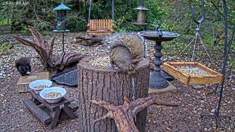 LIVE 24/7 Indiana Birds, Squirrels and Wildlife Feeder Cam