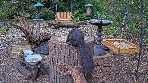 LIVE 24/7 Indiana Birds, Squirrels and Wildlife Feeder Cam