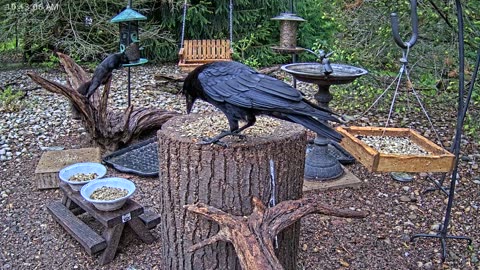 LIVE 24/7 Indiana Birds, Squirrels and Wildlife Feeder Cam