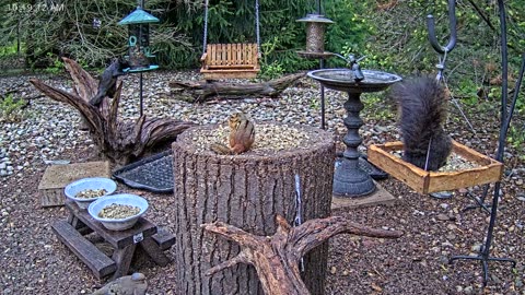 LIVE 24/7 Indiana Birds, Squirrels and Wildlife Feeder Cam