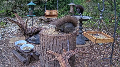 LIVE 24/7 Indiana Birds, Squirrels and Wildlife Feeder Cam