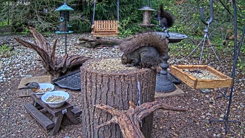LIVE 24/7 Indiana Birds, Squirrels and Wildlife Feeder Cam