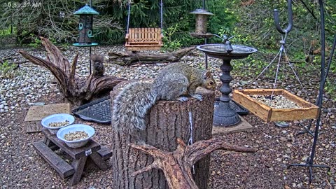 LIVE 24/7 Indiana Birds, Squirrels and Wildlife Feeder Cam