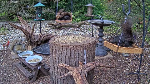 LIVE 24/7 Indiana Birds, Squirrels and Wildlife Feeder Cam