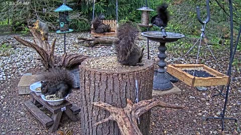 LIVE 24/7 Indiana Birds, Squirrels and Wildlife Feeder Cam