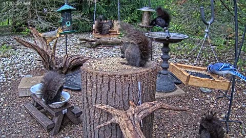 LIVE 24/7 Indiana Birds, Squirrels and Wildlife Feeder Cam