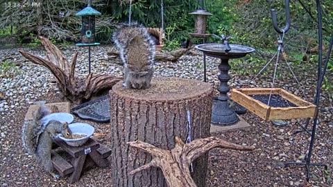 LIVE 24/7 Indiana Birds, Squirrels and Wildlife Feeder Cam