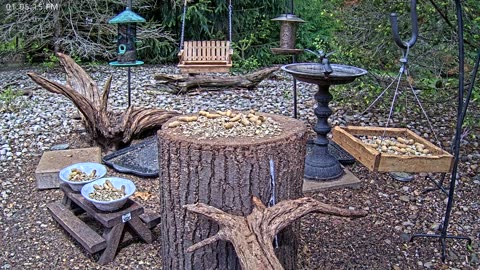LIVE 24/7 Indiana Birds, Squirrels and Wildlife Feeder Cam