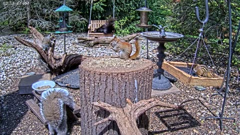 LIVE 24/7 Indiana Birds, Squirrels and Wildlife Feeder Cam