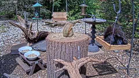 LIVE 24/7 Indiana Birds, Squirrels and Wildlife Feeder Cam