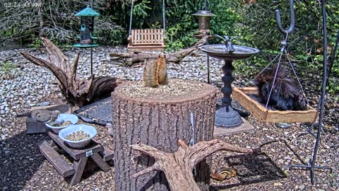 LIVE 24/7 Indiana Birds, Squirrels and Wildlife Feeder Cam