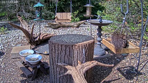 LIVE 24/7 Indiana Birds, Squirrels and Wildlife Feeder Cam