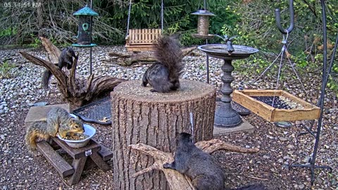 LIVE 24/7 Indiana Birds, Squirrels and Wildlife Feeder Cam