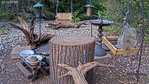 LIVE 24/7 Indiana Birds, Squirrels and Wildlife Feeder Cam