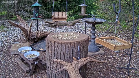 LIVE 24/7 Indiana Birds, Squirrels and Wildlife Feeder Cam