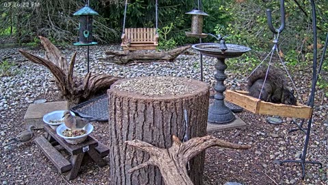 LIVE 24/7 Indiana Birds, Squirrels and Wildlife Feeder Cam