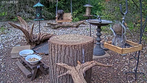 LIVE 24/7 Indiana Birds, Squirrels and Wildlife Feeder Cam