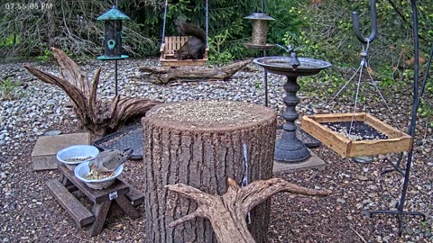 LIVE 24/7 Indiana Birds, Squirrels and Wildlife Feeder Cam