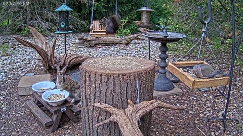 LIVE 24/7 Indiana Birds, Squirrels and Wildlife Feeder Cam