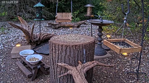 LIVE 24/7 Indiana Birds, Squirrels and Wildlife Feeder Cam