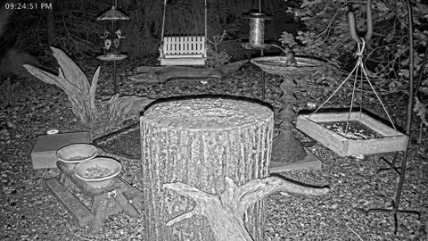 LIVE 24/7 Indiana Birds, Squirrels and Wildlife Feeder Cam