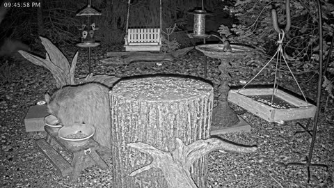 LIVE 24/7 Indiana Birds, Squirrels and Wildlife Feeder Cam