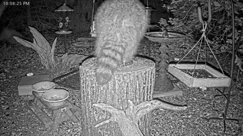 LIVE 24/7 Indiana Birds, Squirrels and Wildlife Feeder Cam