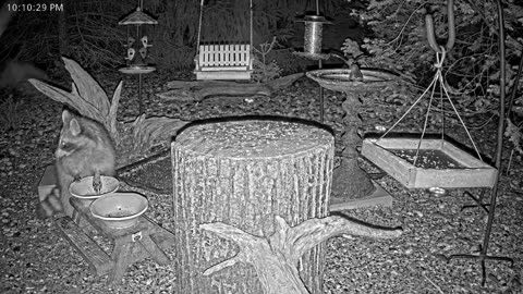 LIVE 24/7 Indiana Birds, Squirrels and Wildlife Feeder Cam