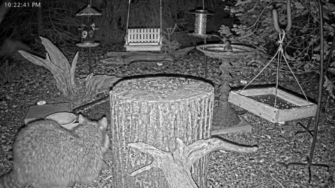 LIVE 24/7 Indiana Birds, Squirrels and Wildlife Feeder Cam