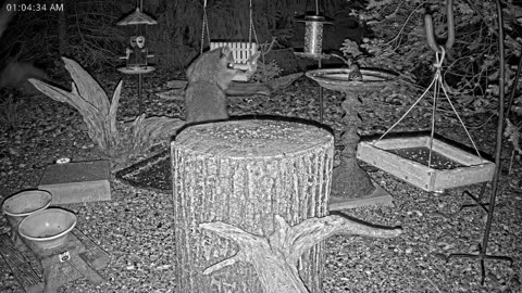 LIVE 24/7 Indiana Birds, Squirrels and Wildlife Feeder Cam