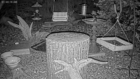 LIVE 24/7 Indiana Birds, Squirrels and Wildlife Feeder Cam