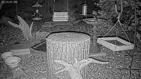 LIVE 24/7 Indiana Birds, Squirrels and Wildlife Feeder Cam