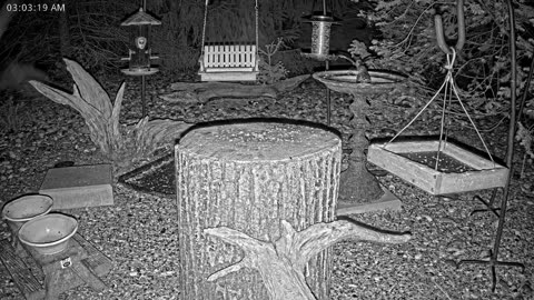 LIVE 24/7 Indiana Birds, Squirrels and Wildlife Feeder Cam