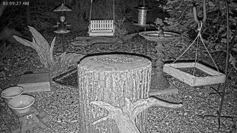 LIVE 24/7 Indiana Birds, Squirrels and Wildlife Feeder Cam