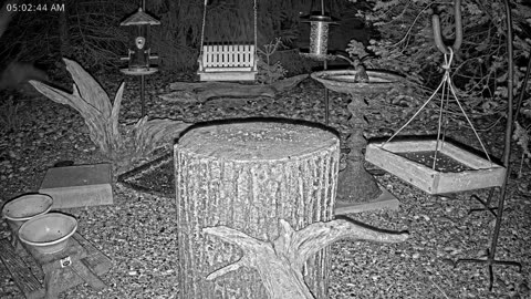 LIVE 24/7 Indiana Birds, Squirrels and Wildlife Feeder Cam