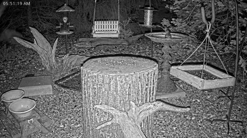 LIVE 24/7 Indiana Birds, Squirrels and Wildlife Feeder Cam