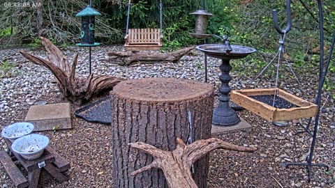 LIVE 24/7 Indiana Birds, Squirrels and Wildlife Feeder Cam